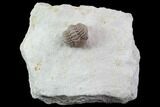Wide, Enrolled Lochovella (Reedops) Trilobite - Oklahoma #94003-1